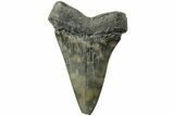 Huge, Fossil Broad-Toothed Mako Tooth - South Carolina #214482-1